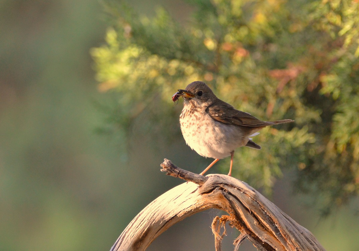 Hermit Thrush - ML620615812