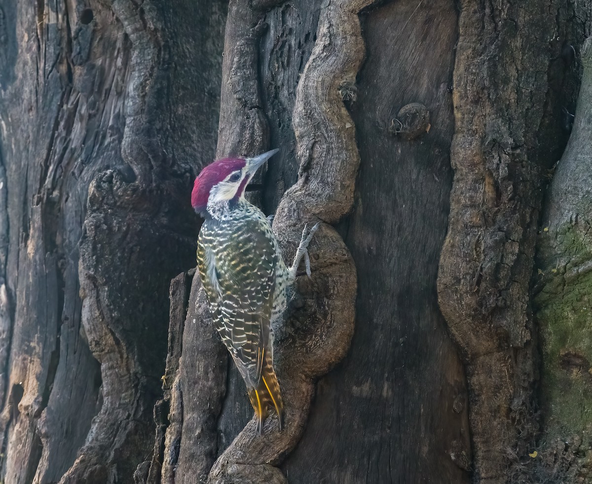 Bennett's Woodpecker - ML620615814