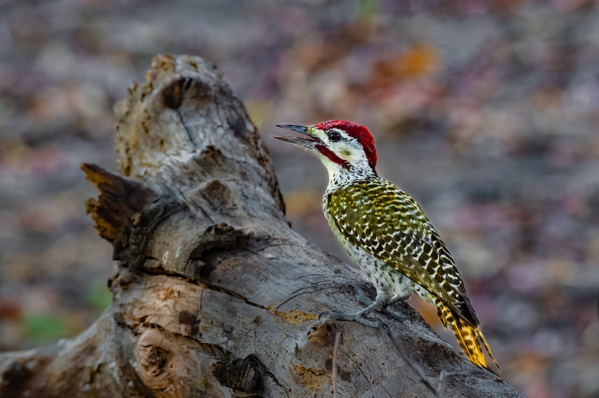 Bennett's Woodpecker - ML620615815