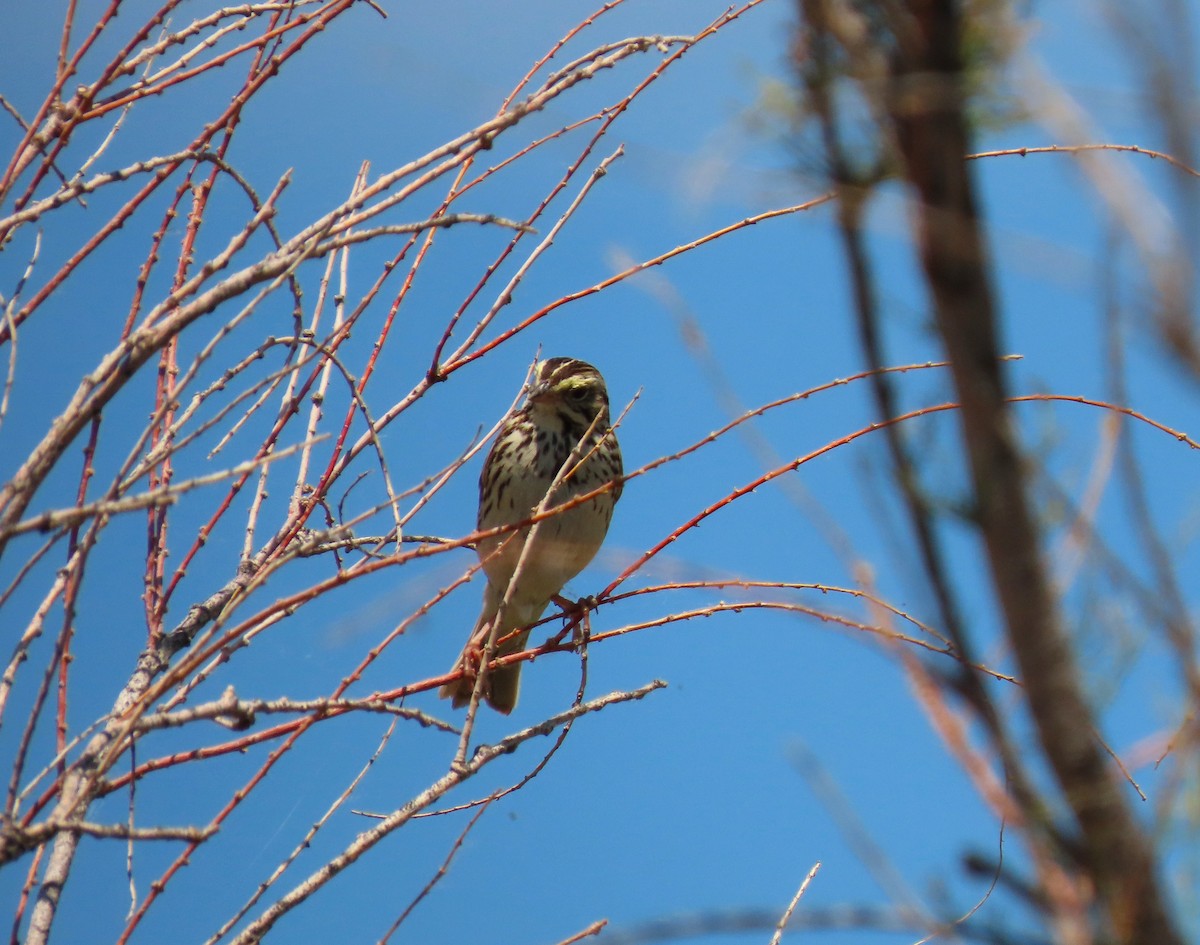 Savannah Sparrow - ML620615817