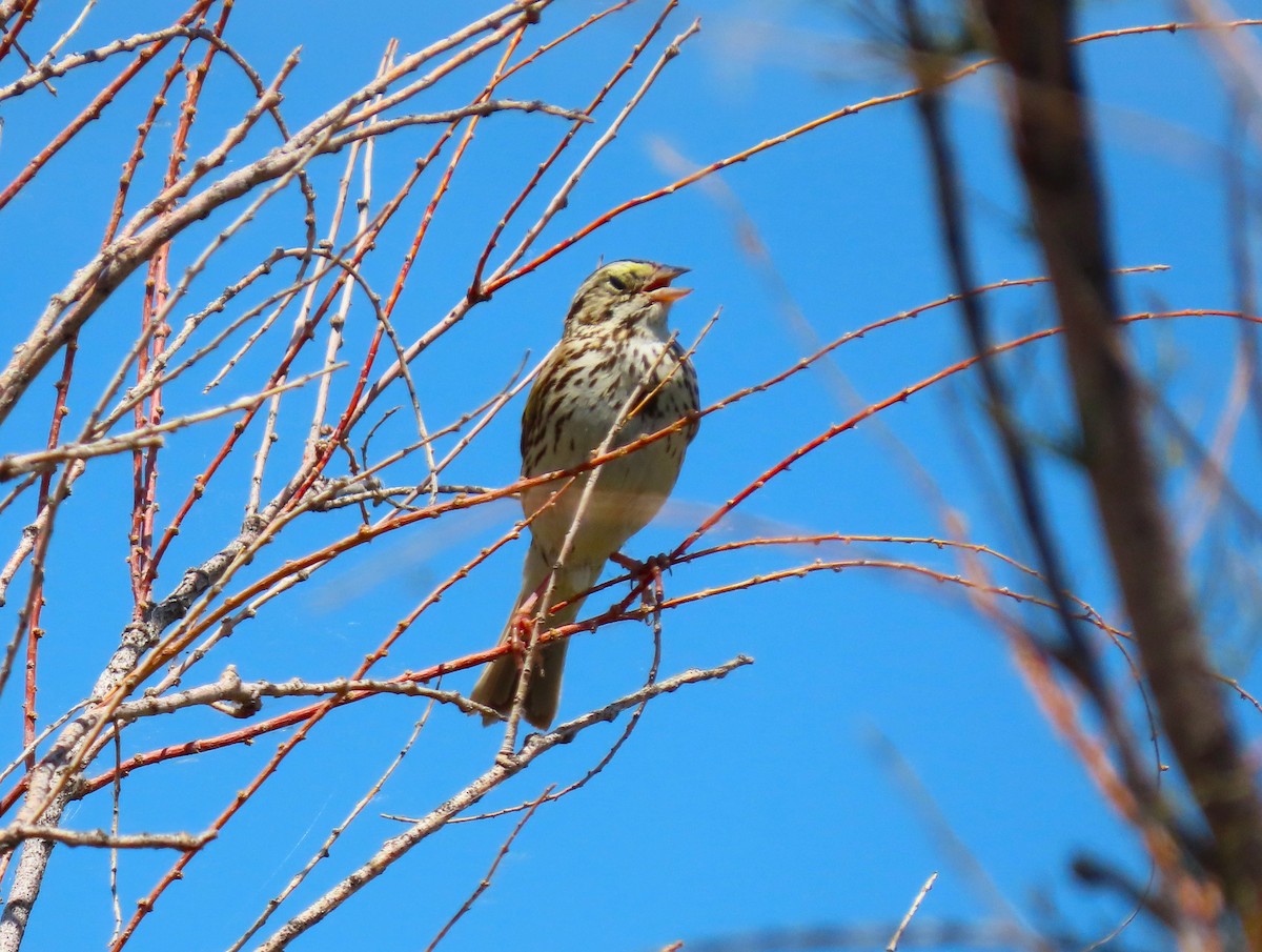 Savannah Sparrow - ML620615818