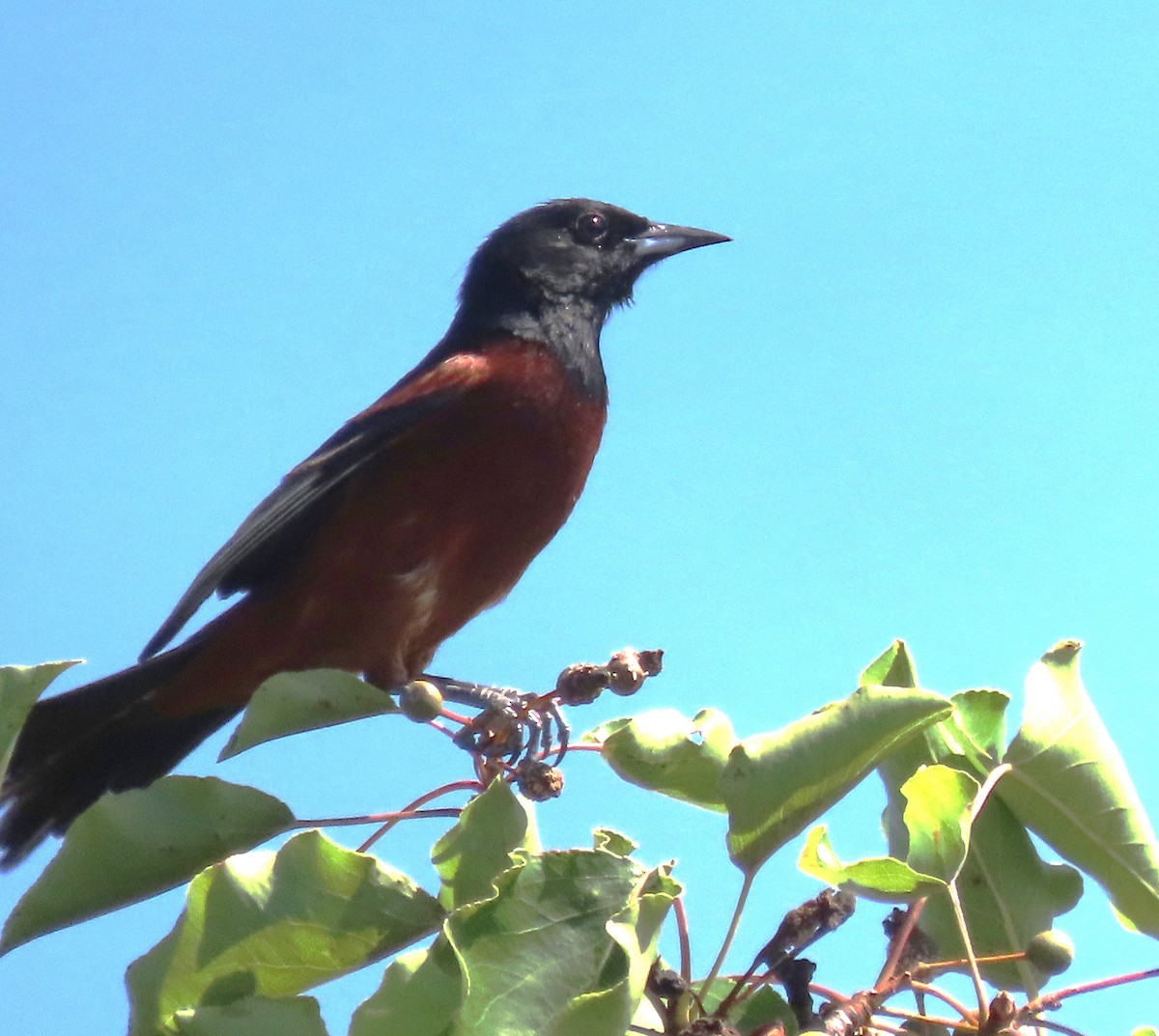 Orchard Oriole - ML620615824