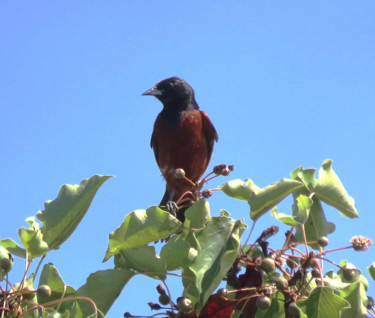 Orchard Oriole - ML620615825