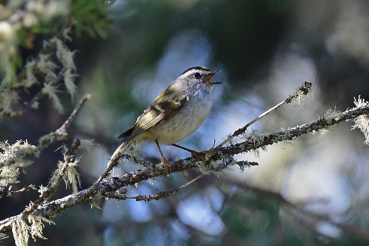 Roitelet à couronne dorée - ML620615826