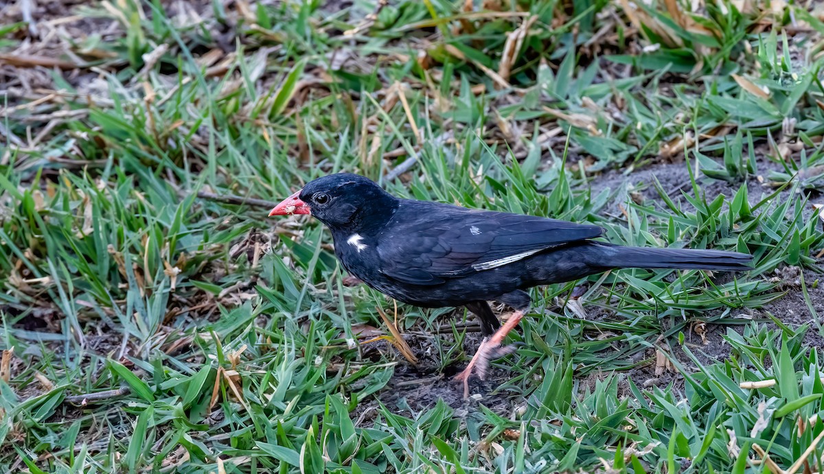 Red-billed Buffalo-Weaver - ML620615827