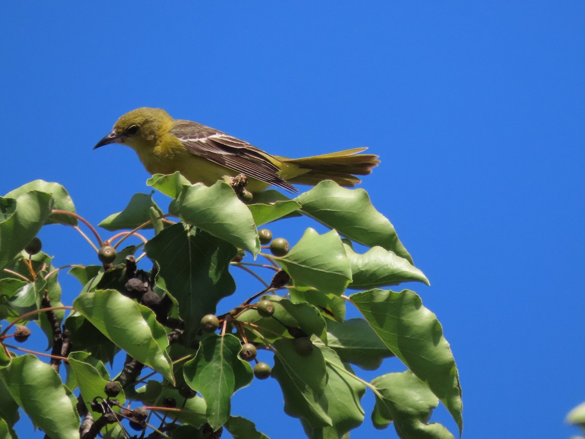 Orchard Oriole - Linda Vitchock