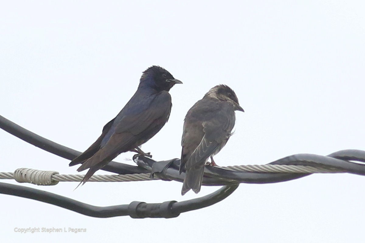 Purple Martin - ML620615830