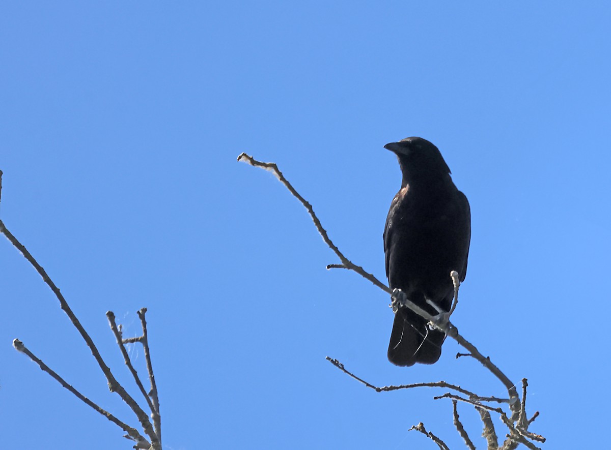 American Crow - ML620615831