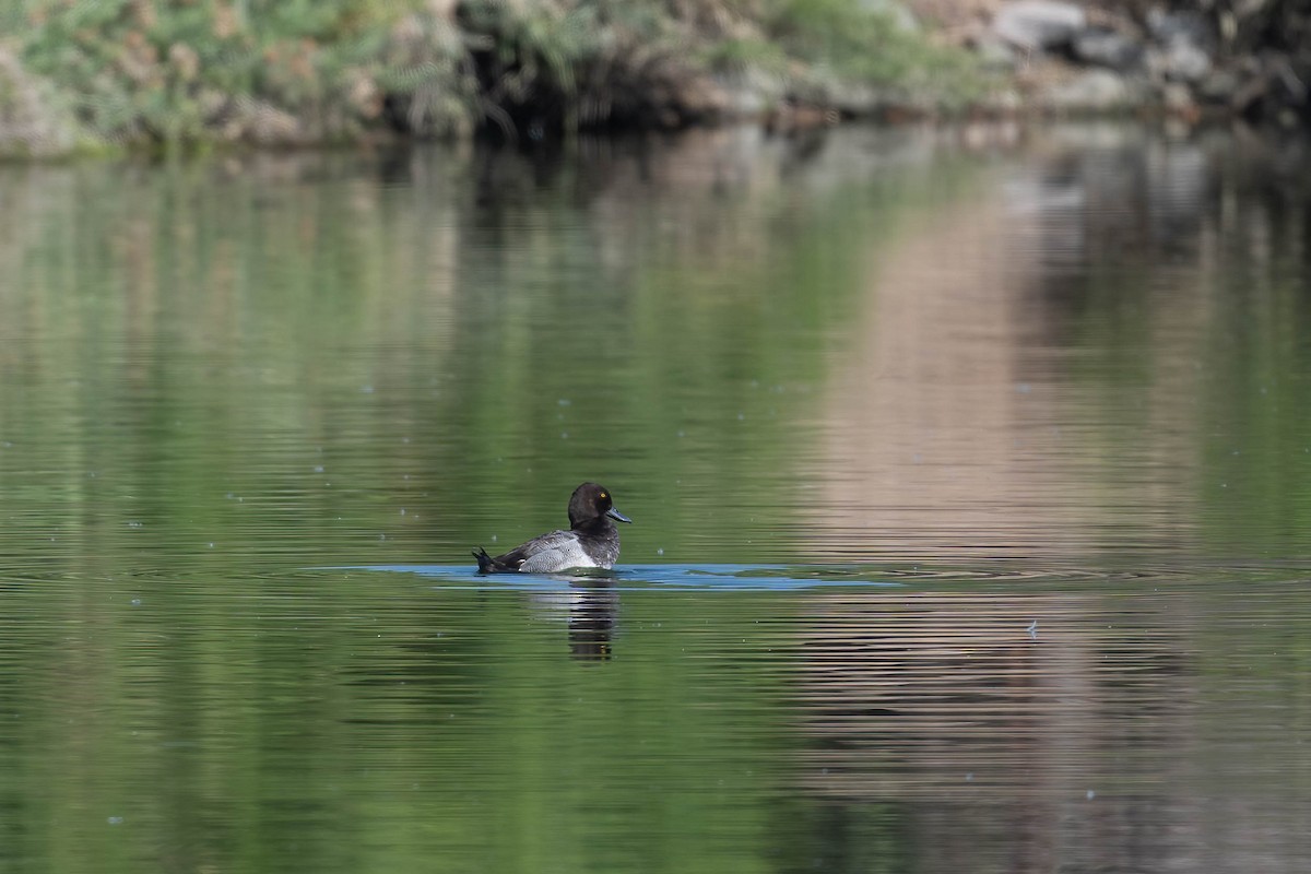 Lesser Scaup - ML620615832