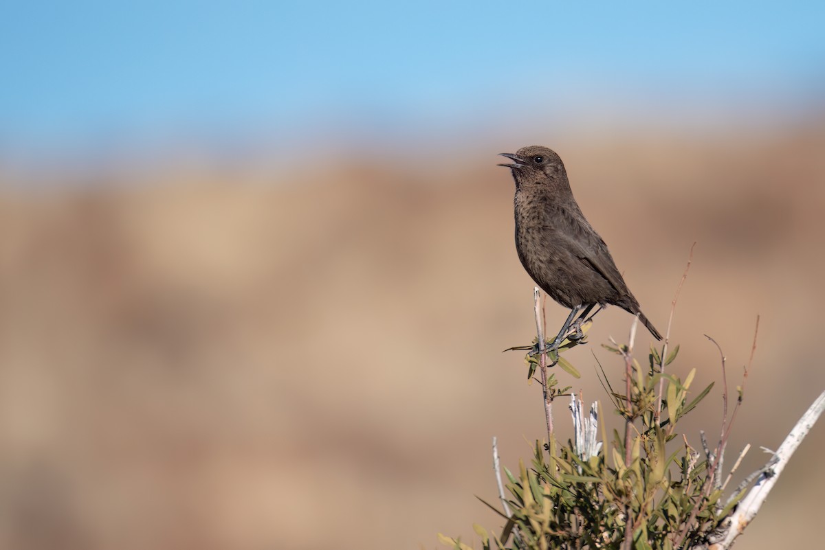 Southern Anteater-Chat - ML620615833