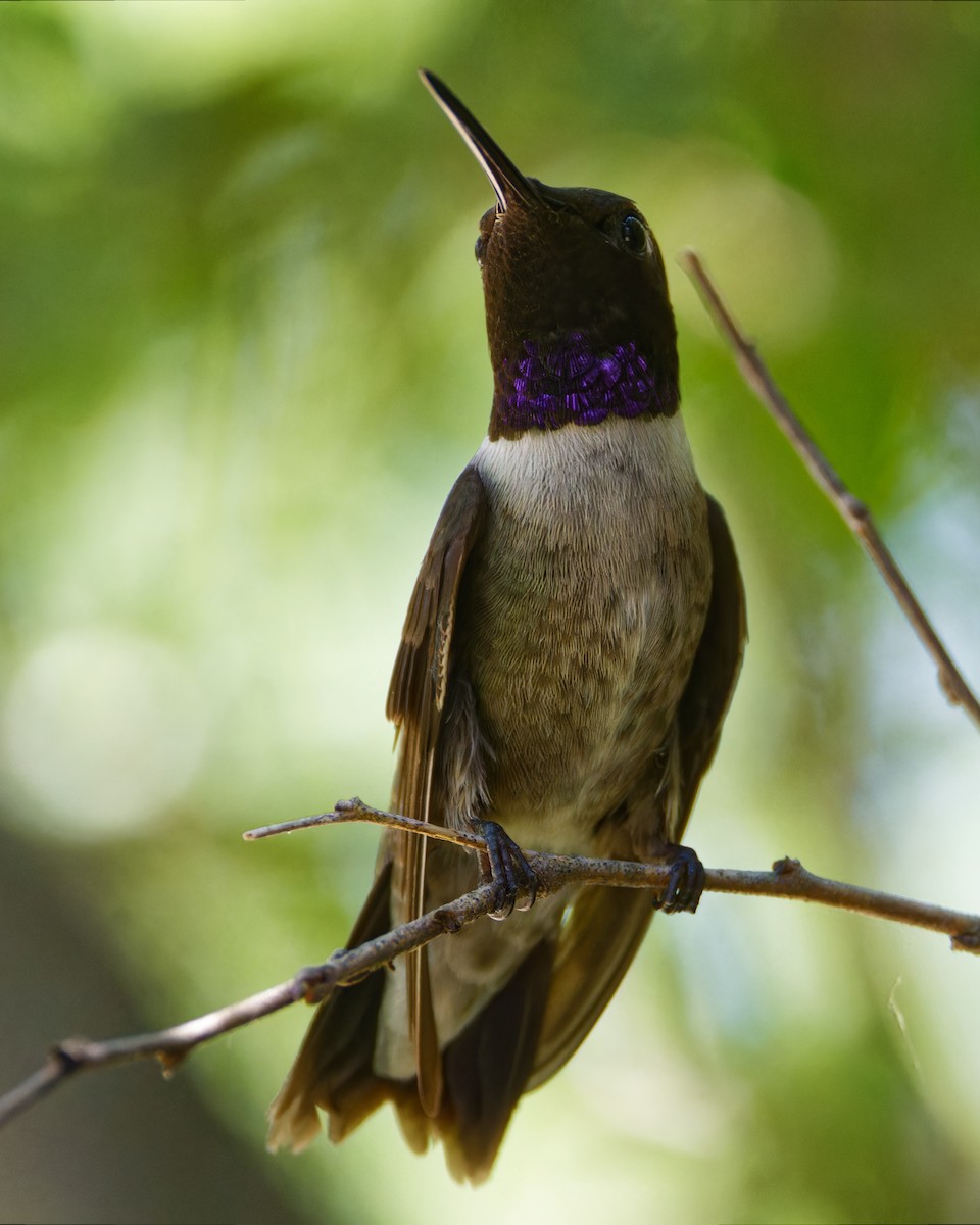 Colibrí Gorjinegro - ML620615834