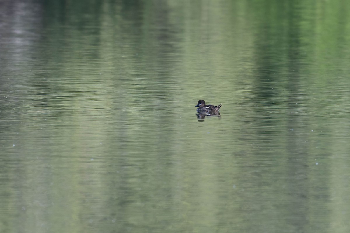 Bufflehead - ML620615836