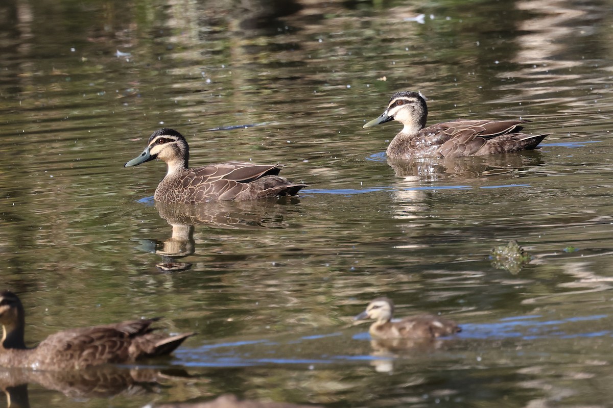 Pacific Black Duck - ML620615840