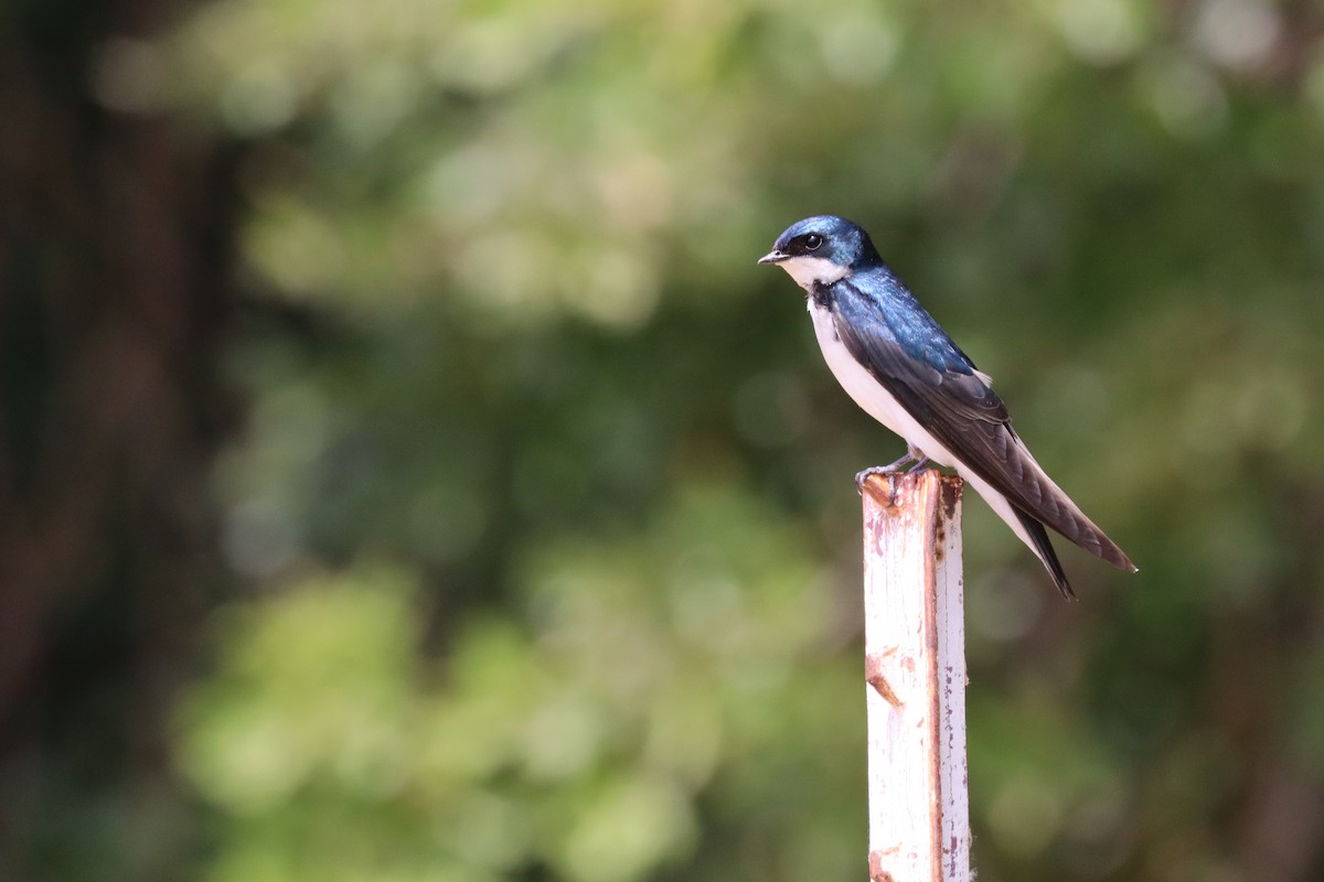 Tree Swallow - ML620615841