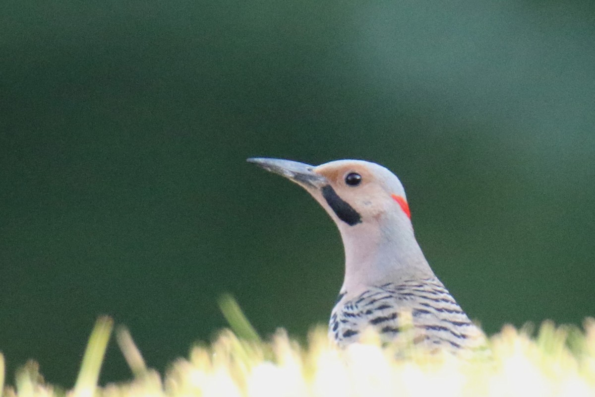 Northern Flicker - ML620615842