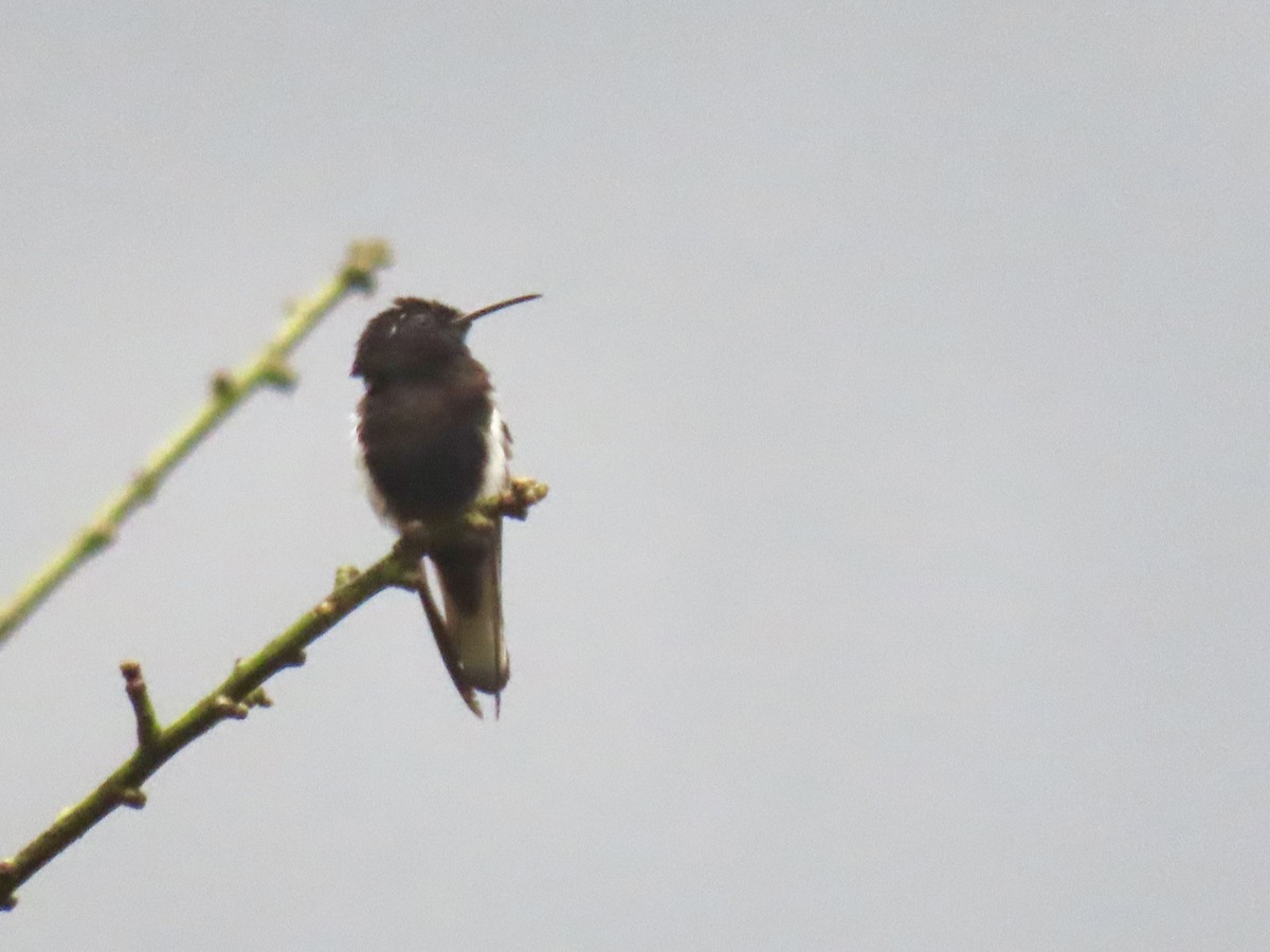 kolibřík černobílý - ML620615843