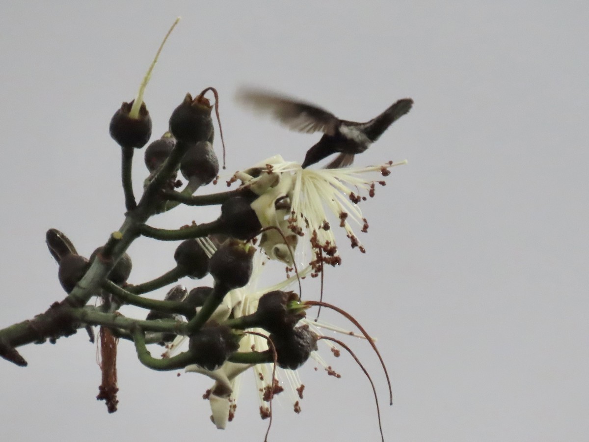 Colibrí Negro - ML620615845