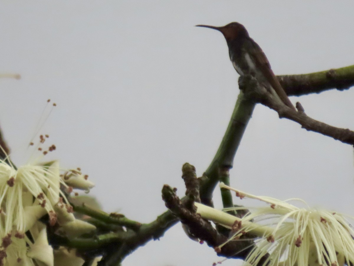 Colibrí Negro - ML620615847