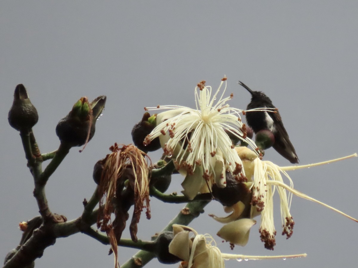 Colibrí Negro - ML620615848