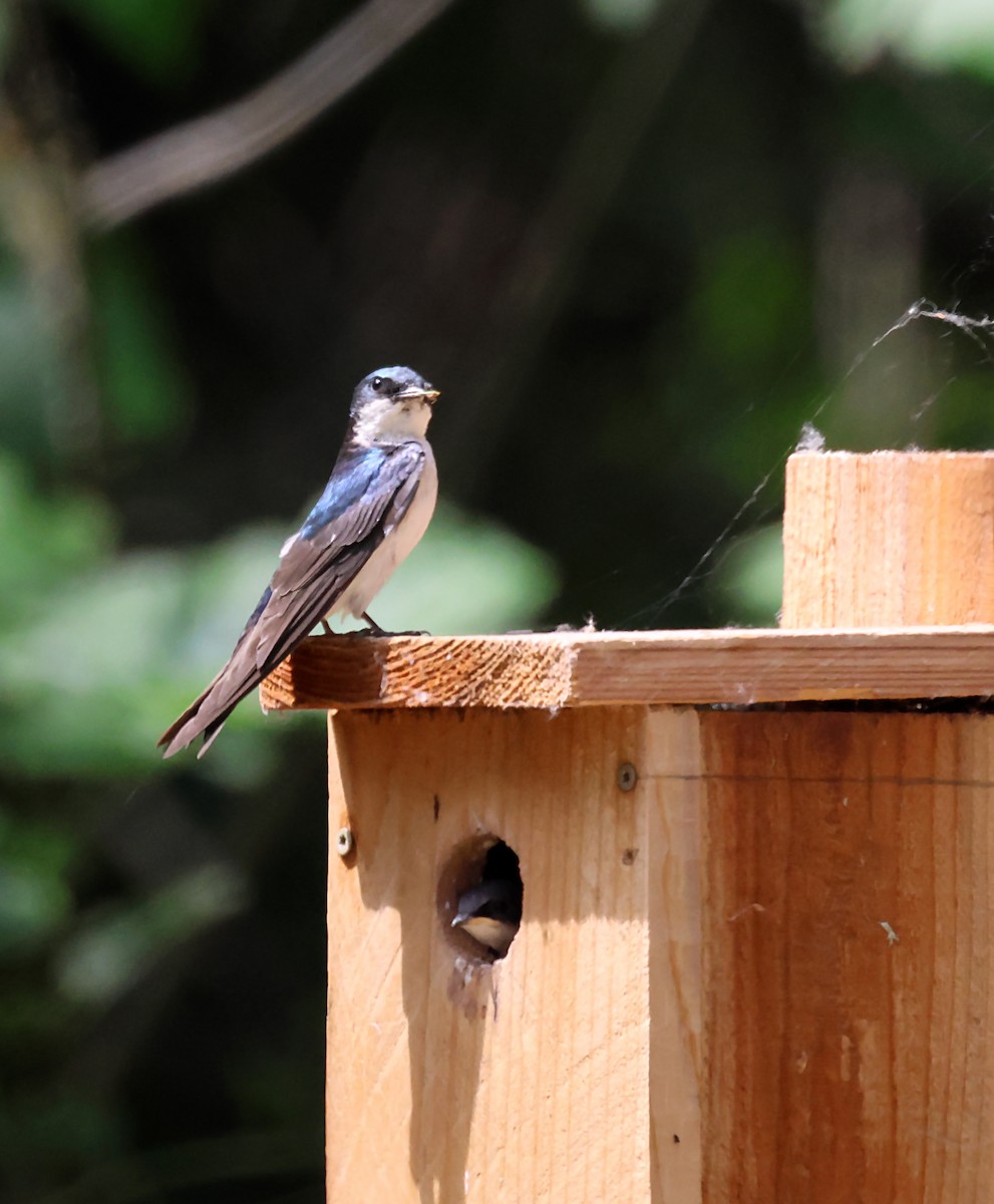 Tree Swallow - Karen Skelton