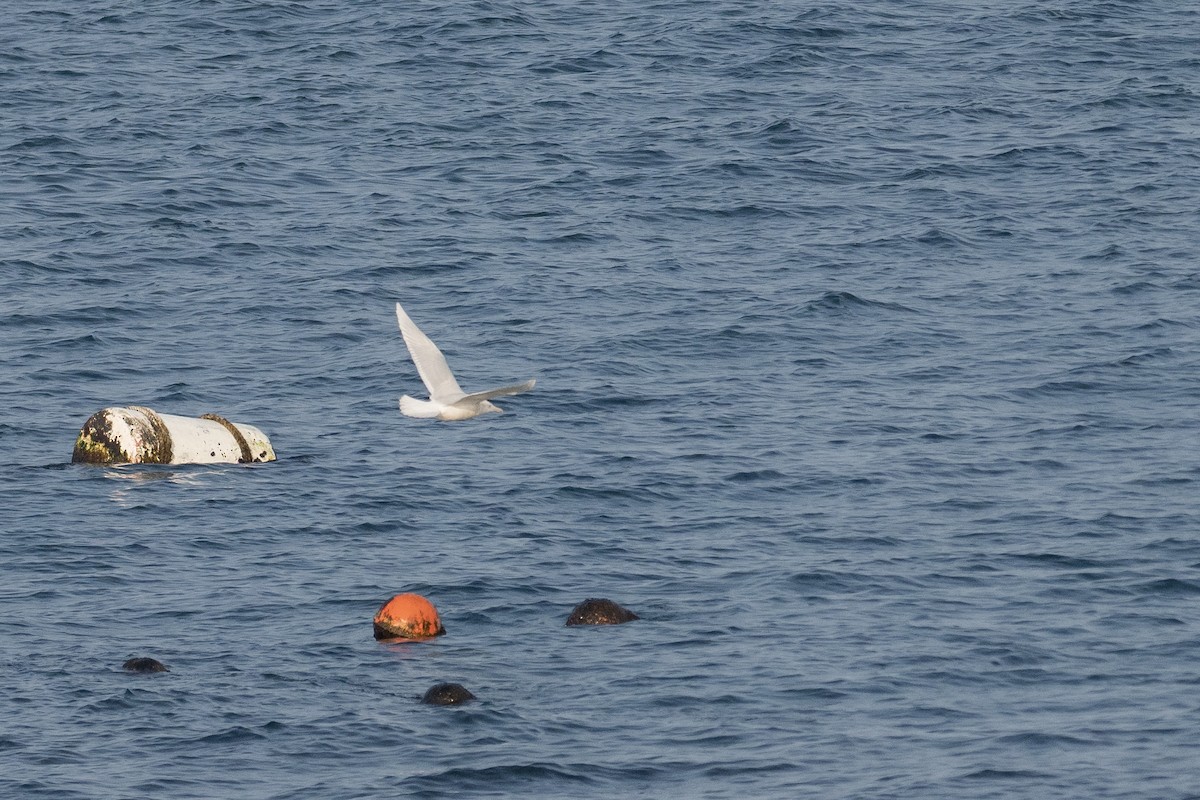 Glaucous Gull - ML620615853