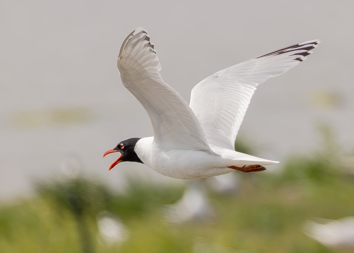 Gaviota Cabecinegra - ML620615854