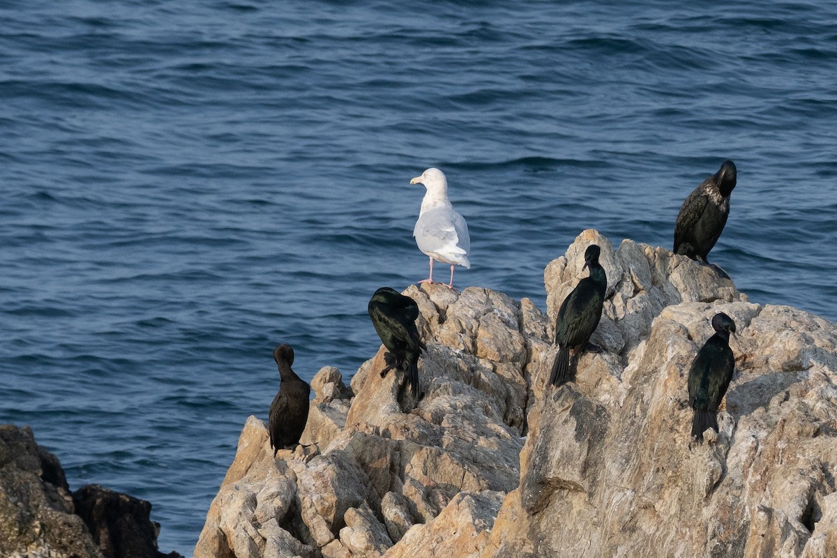 Glaucous Gull - ML620615855