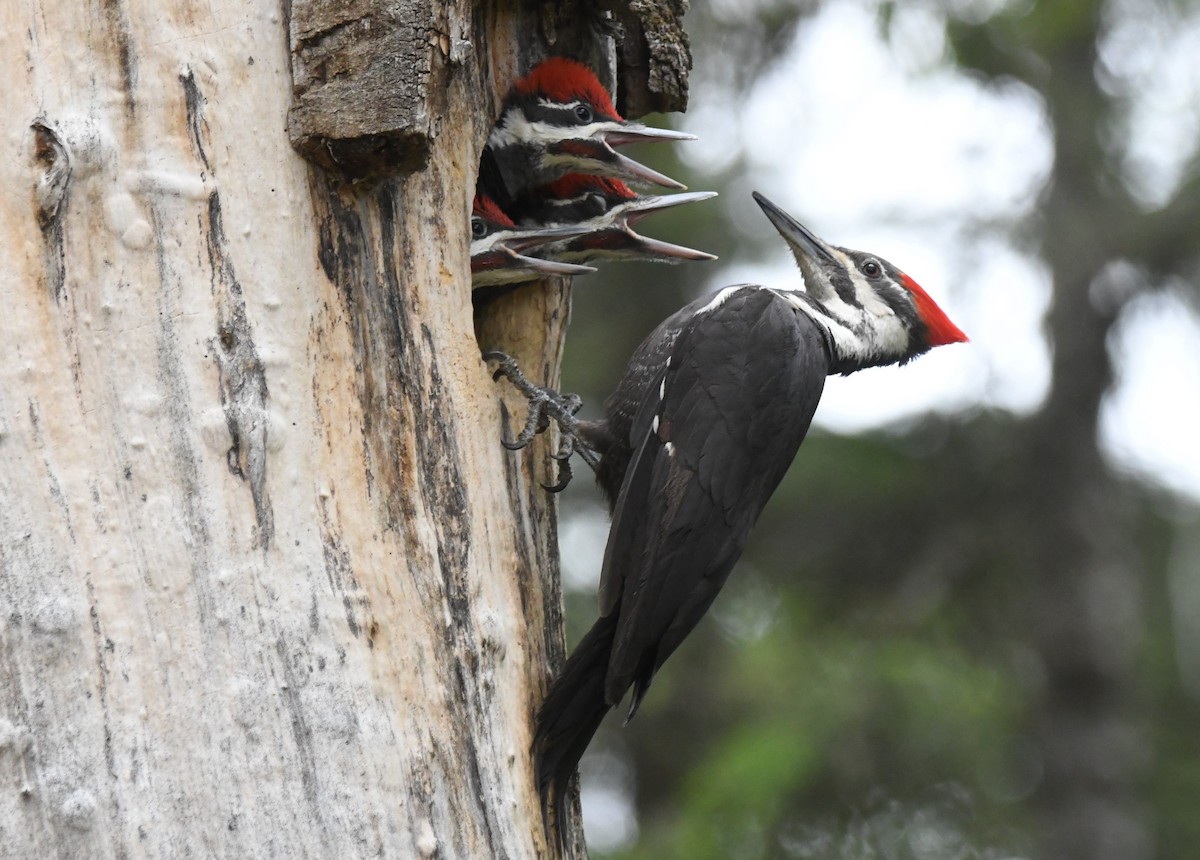 Pileated Woodpecker - ML620615860