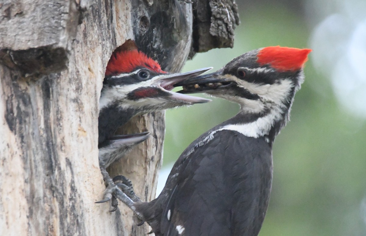 Pileated Woodpecker - ML620615861