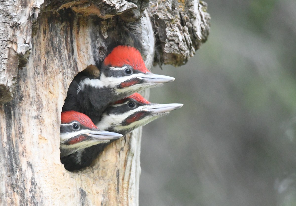 Pileated Woodpecker - ML620615862