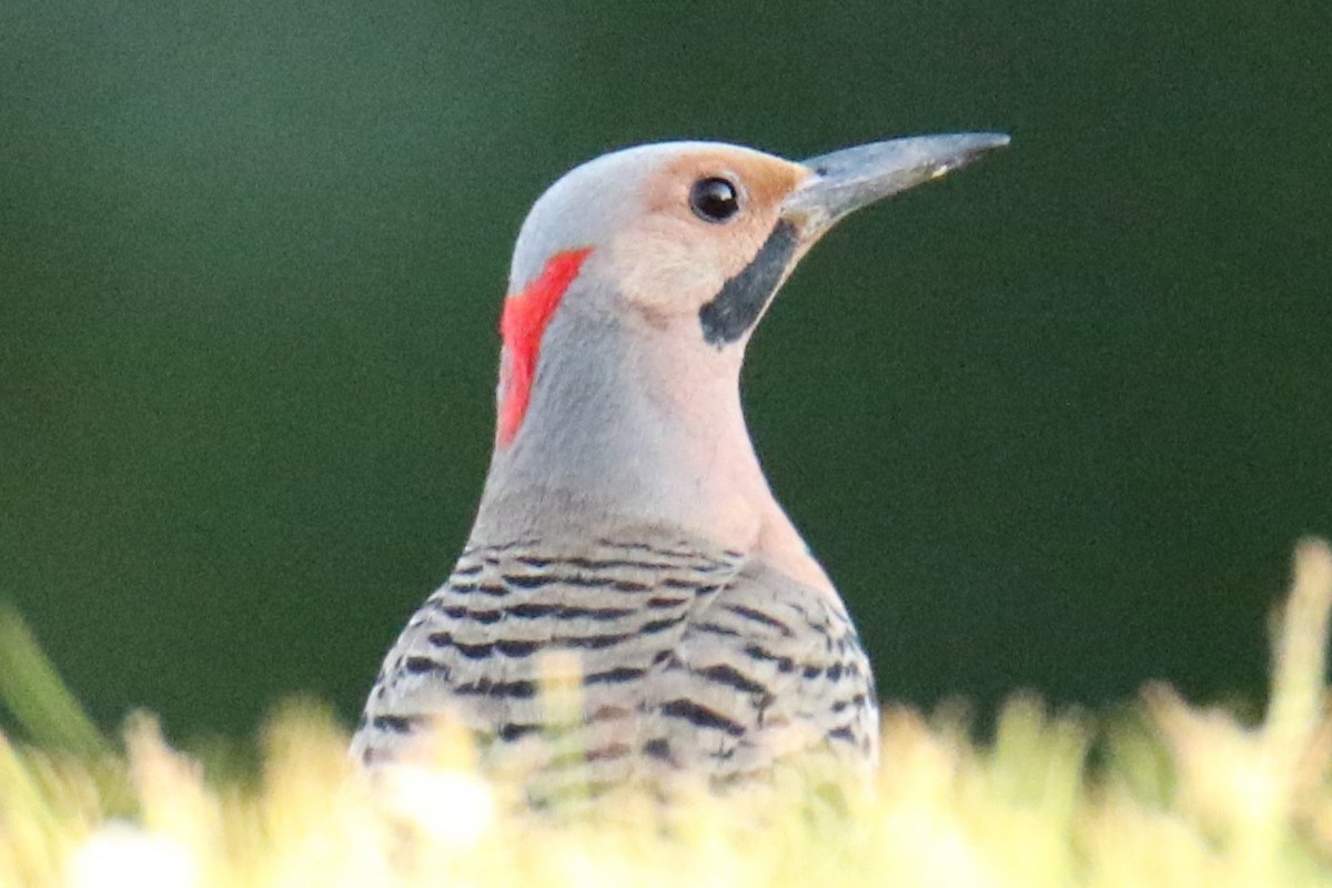 Northern Flicker - ML620615866