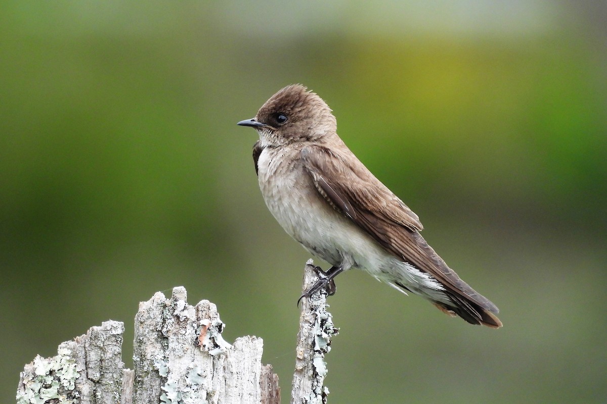 Northern Rough-winged Swallow - ML620615869