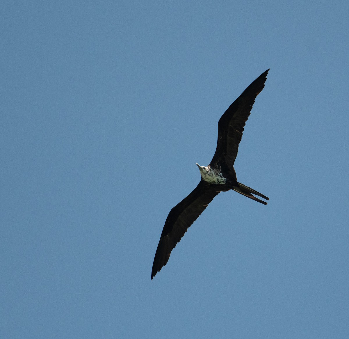 Magnificent Frigatebird - ML620615870