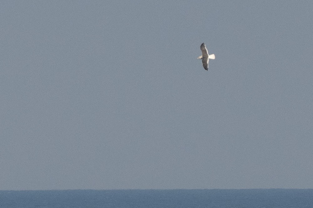 Slaty-backed Gull - ML620615871