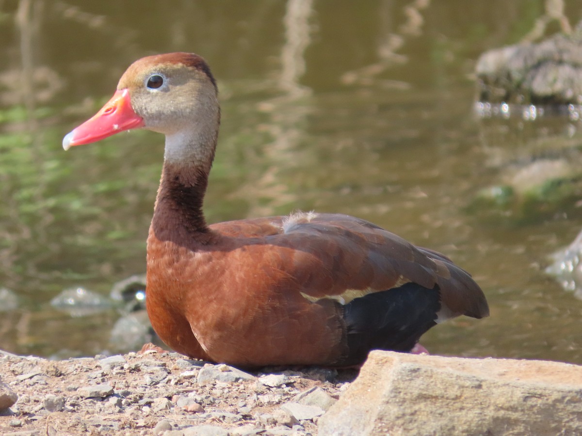 Black-bellied Whistling-Duck - ML620615873