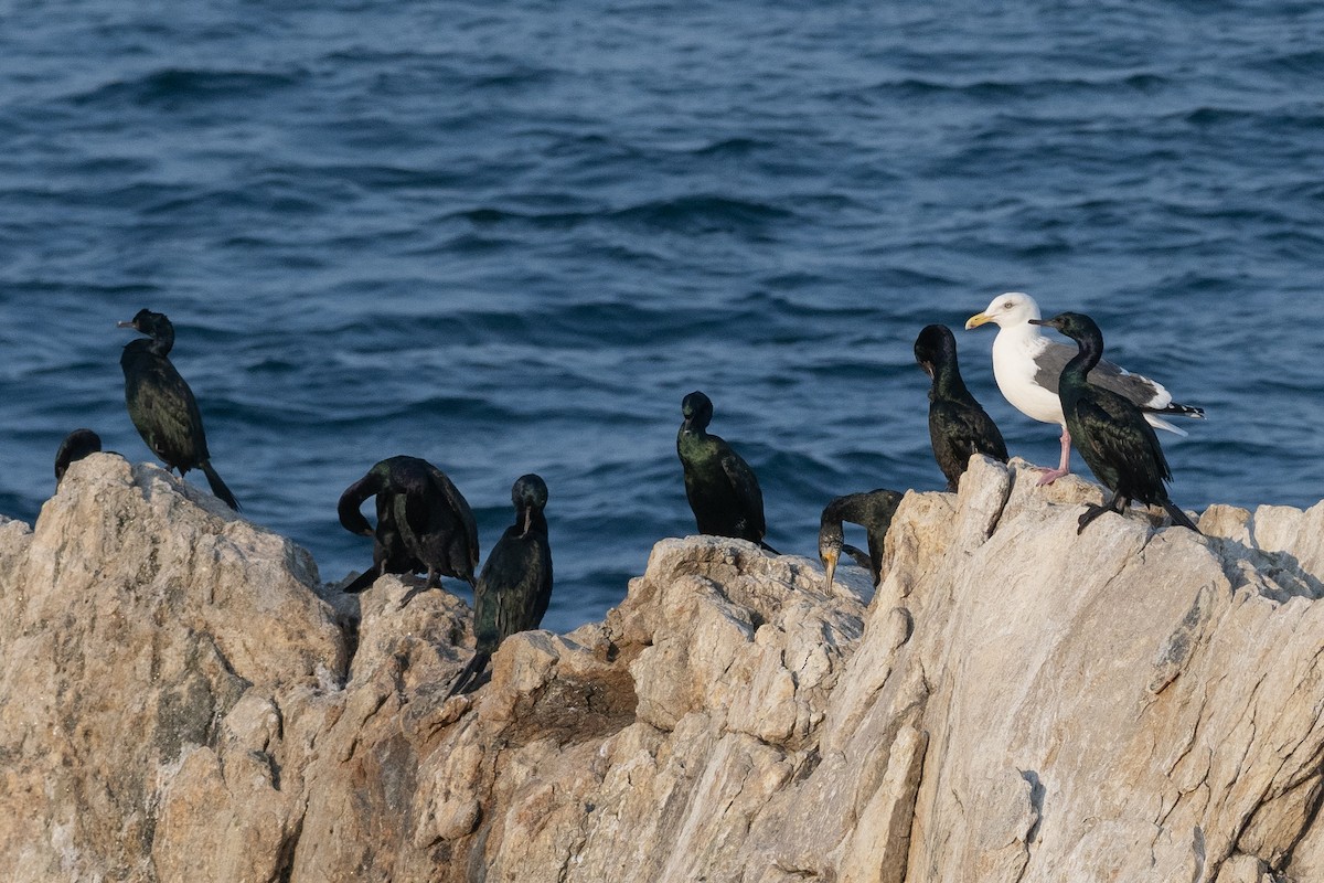 Slaty-backed Gull - ML620615874