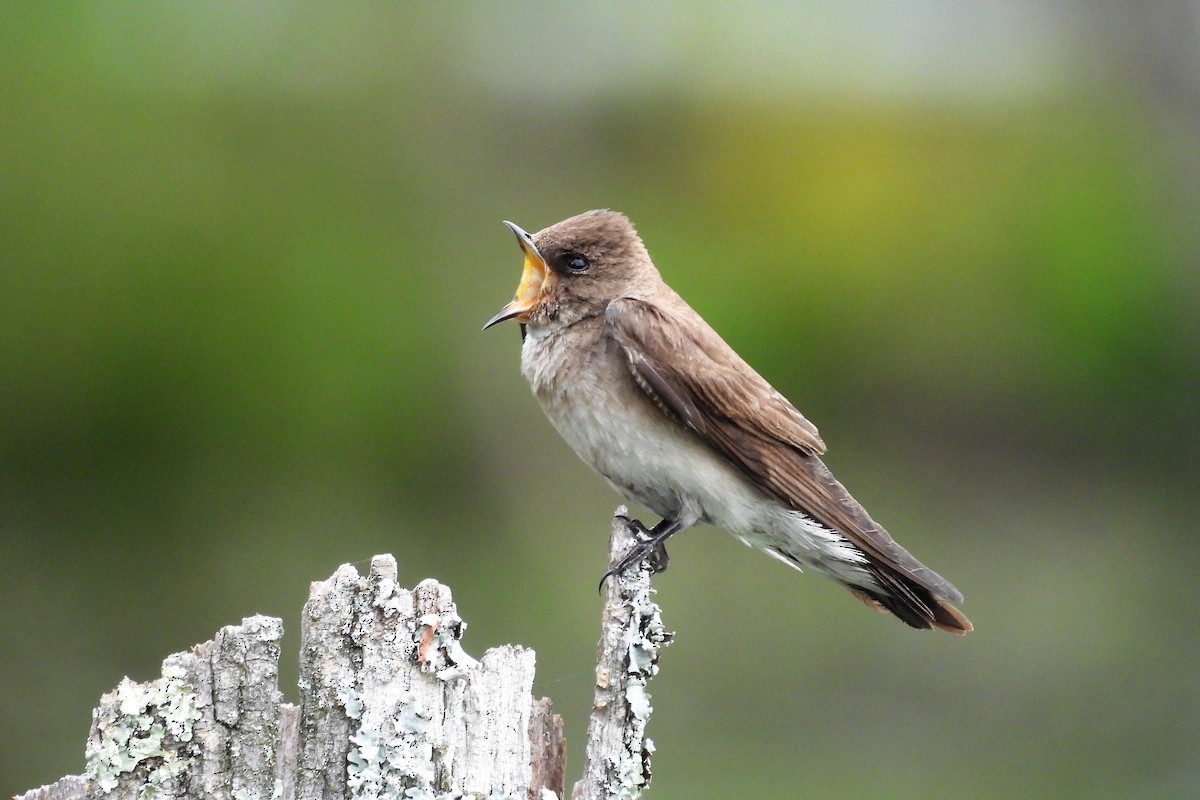 Northern Rough-winged Swallow - ML620615876