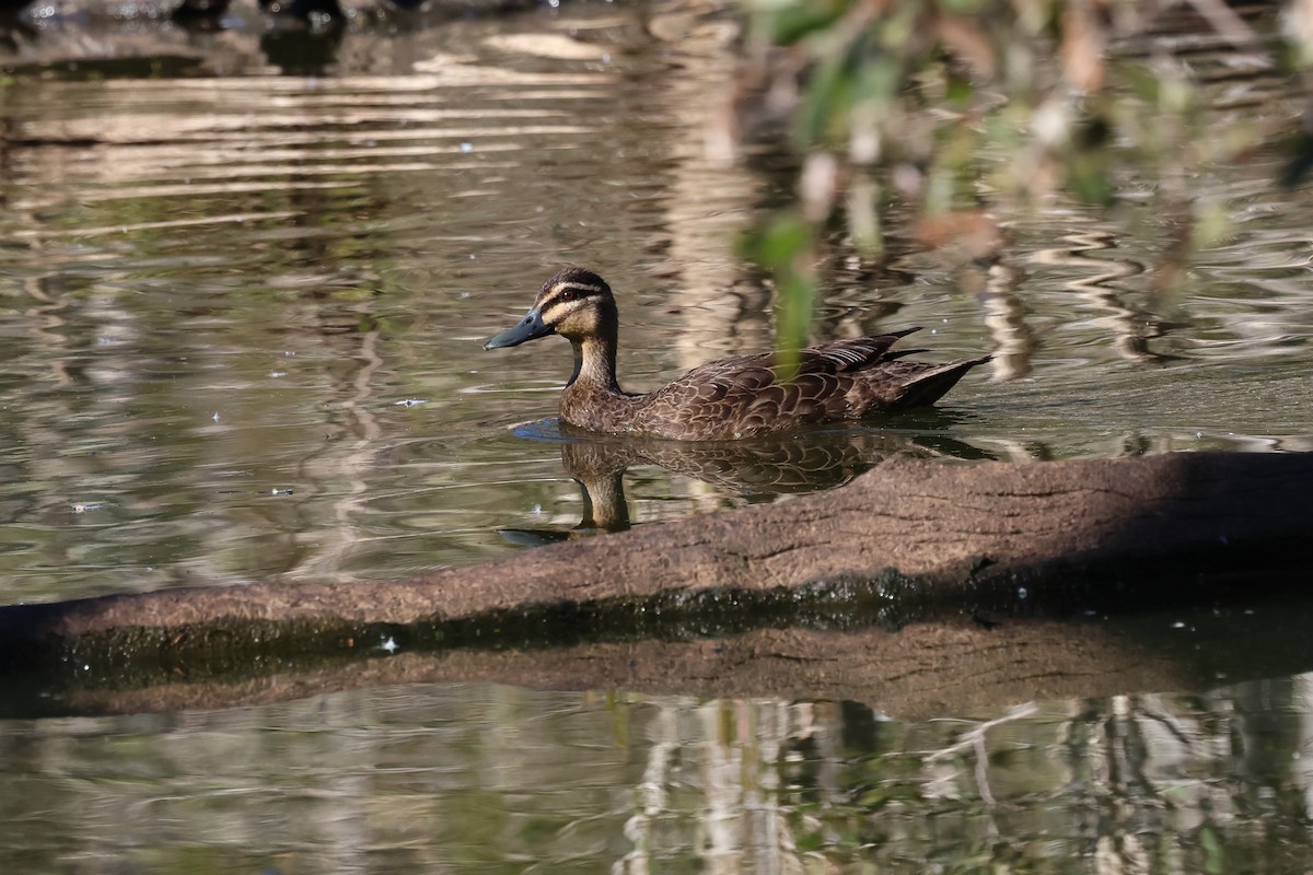 Pacific Black Duck - ML620615878