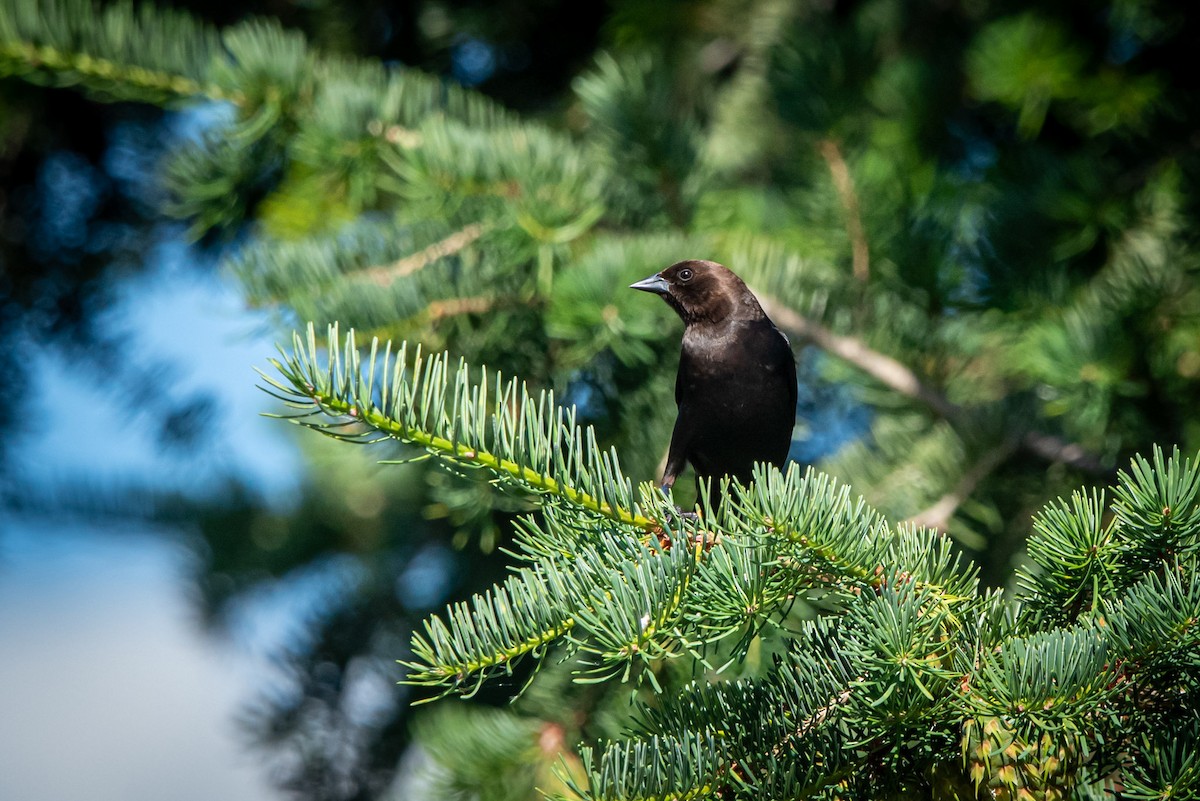 Brown-headed Cowbird - ML620615879