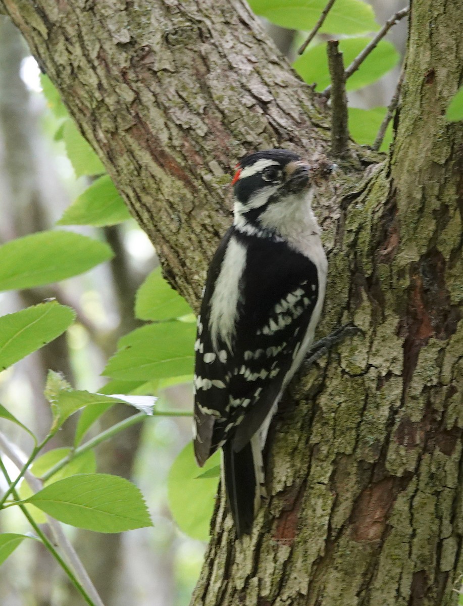 Downy Woodpecker - ML620615883