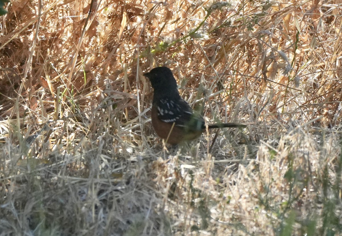 Spotted Towhee - Ryan Ludman