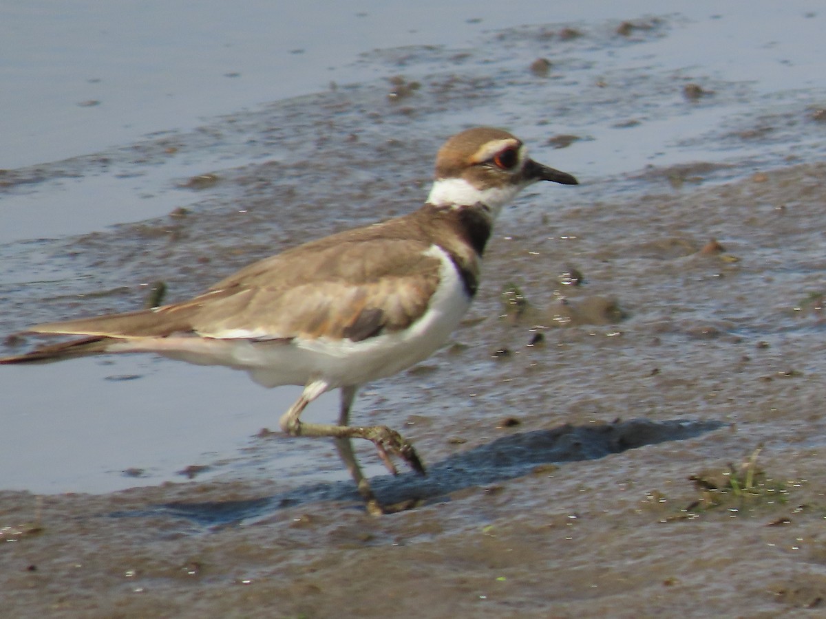 Killdeer - ML620615888