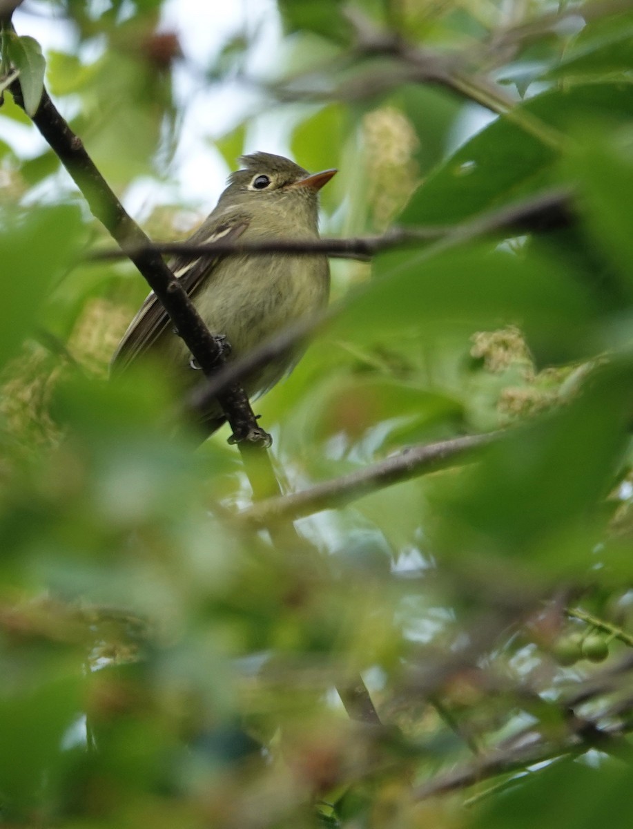 Yellow-bellied Flycatcher - ML620615892