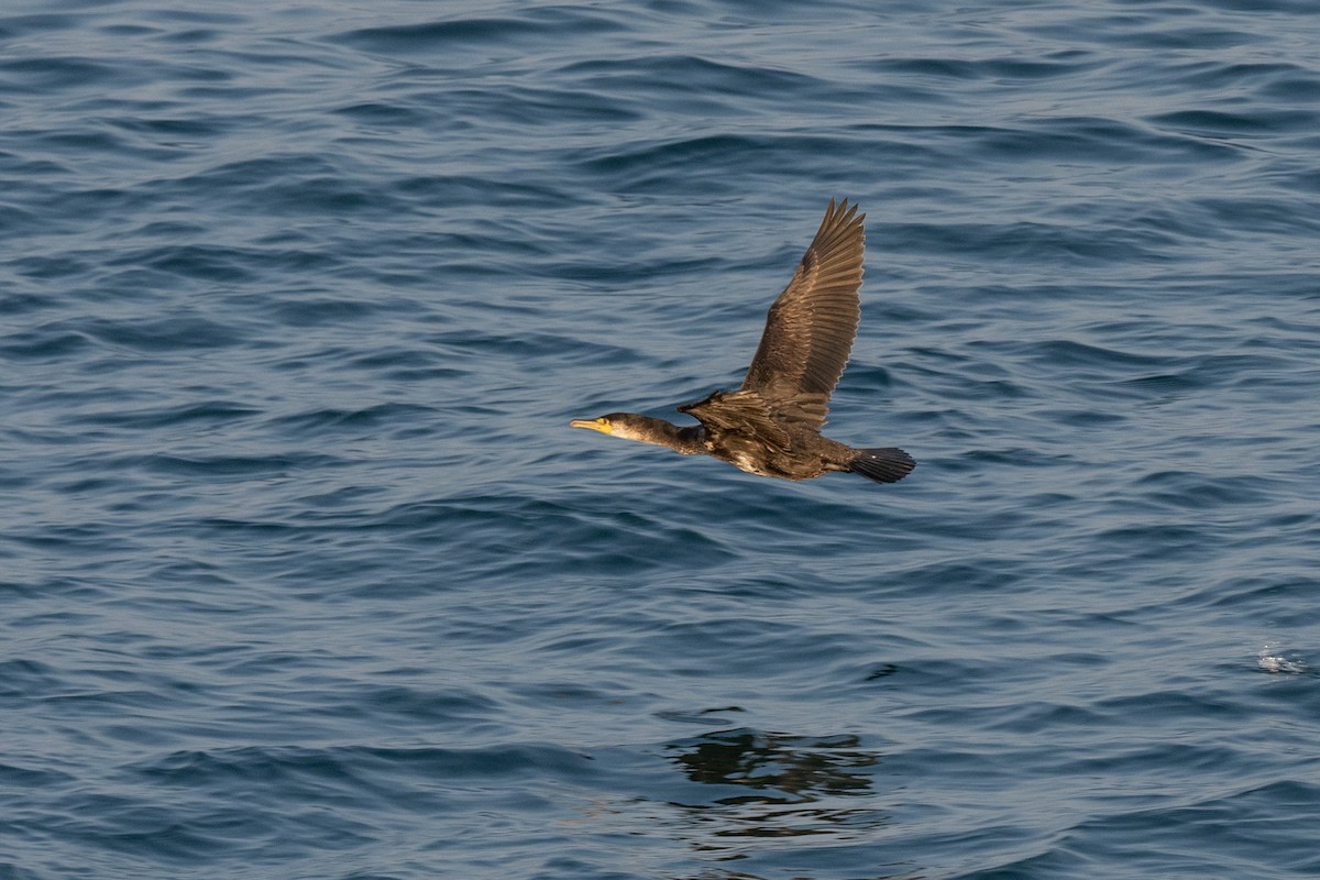 Japanese Cormorant - ML620615895