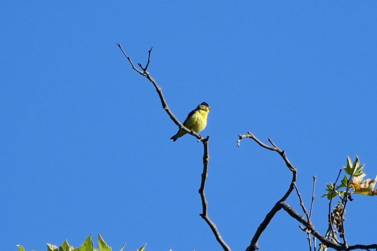 Lesser Goldfinch - ML620615898