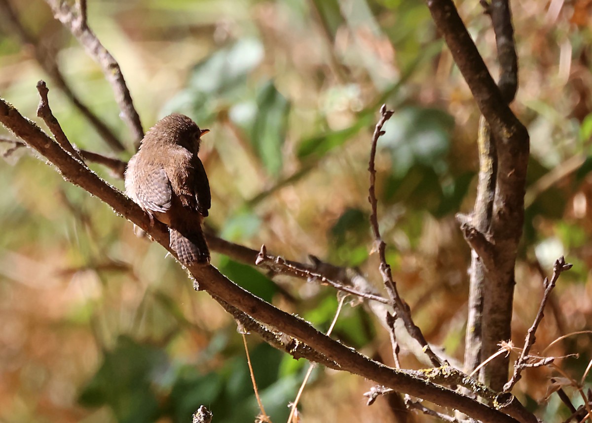 House Wren - ML620615899