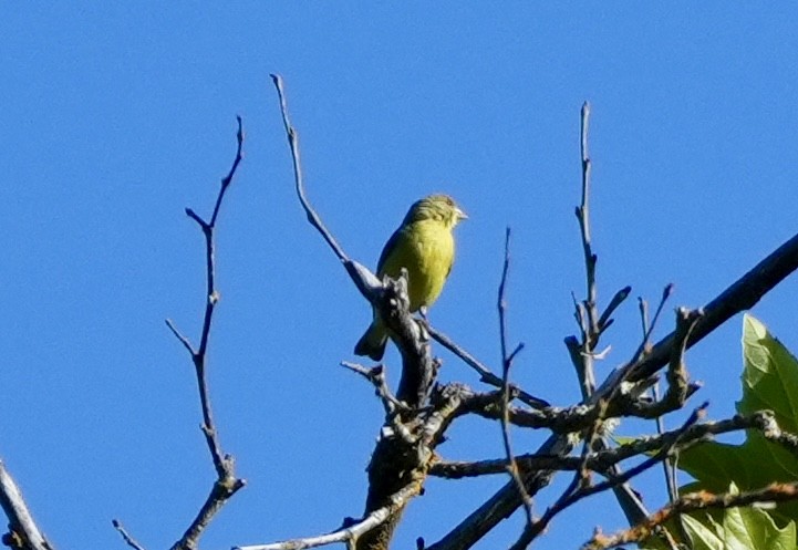 Lesser Goldfinch - ML620615900