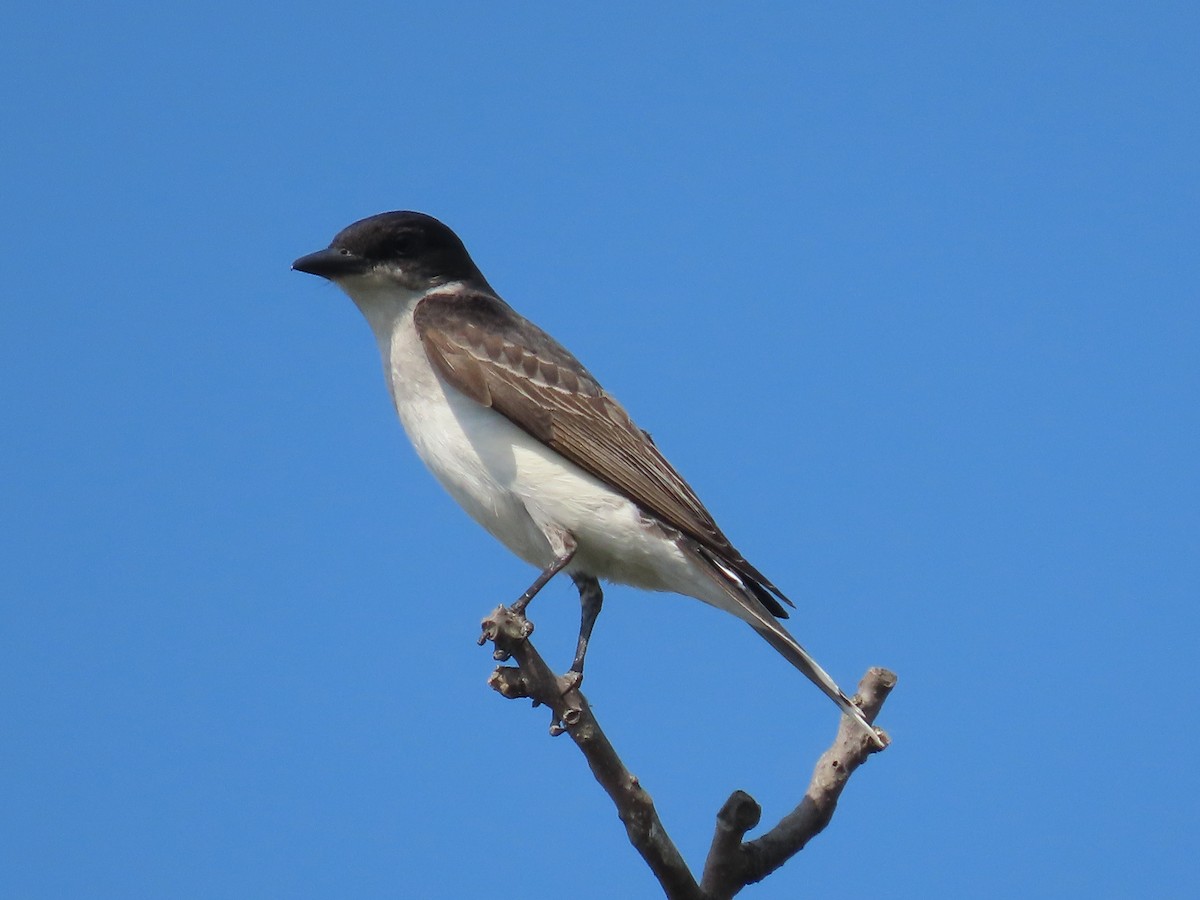 Eastern Kingbird - ML620615902