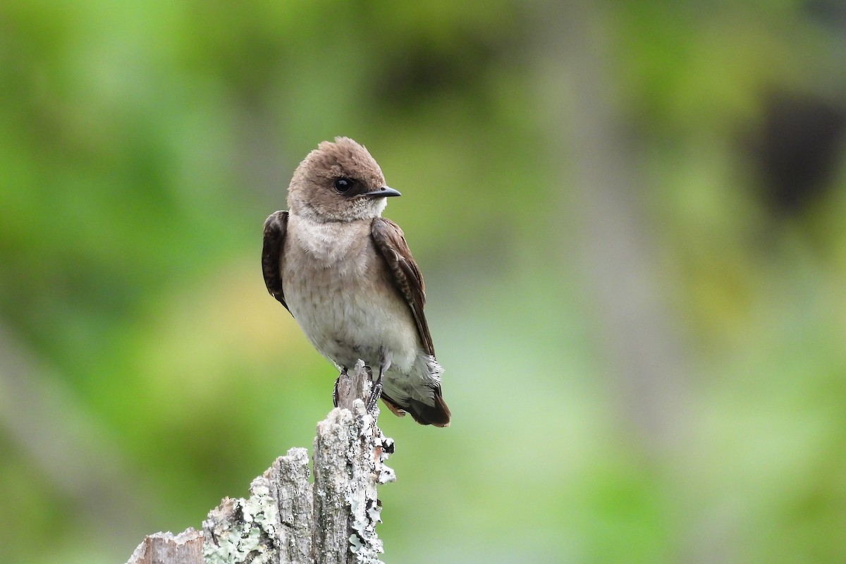 Golondrina Aserrada - ML620615903