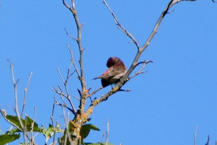 Purple Finch - ML620615905